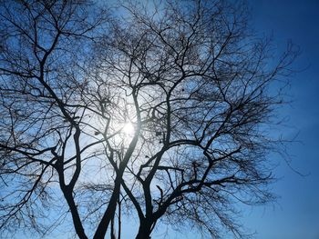 Low angle view of silhouette bare tree against sky