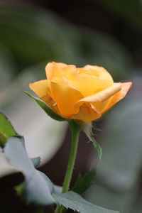 Close-up of yellow rose