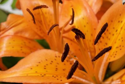 Close of detail of a orange tiger lily.