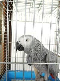 Close-up of parrot in cage