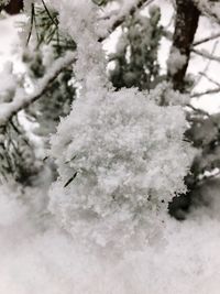 Close-up of frozen tree