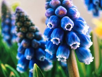 Close-up of purple flowers