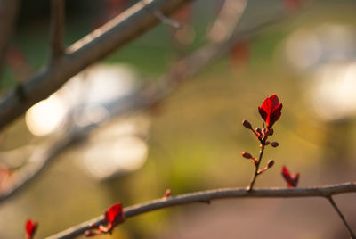 Close-up of red flowering plant