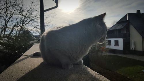 Cat looking away