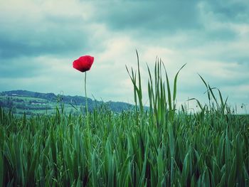 Plants growing on field against sky