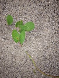 High angle view of plant