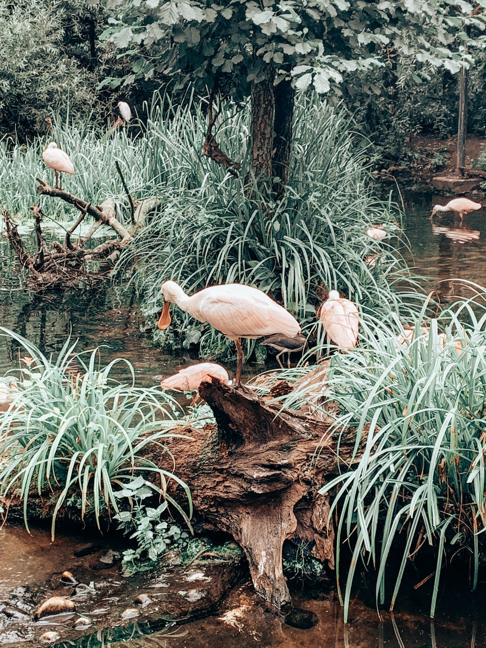 BIRDS PERCHING ON TREE IN LAKE