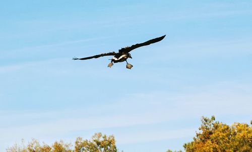 Low angle view of eagle flying against clear sky