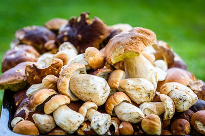 Close-up of mushrooms