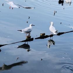 High angle view of seagulls on lake