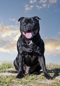 Portrait of dog on field