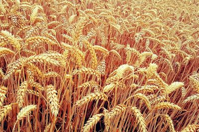 Close-up of wheat field