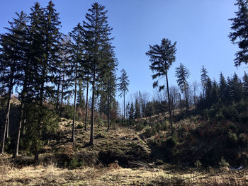 Low angle view of trees growing on field against sky