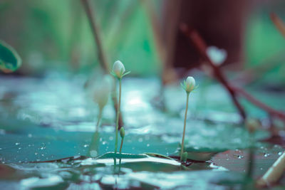 Close-up of wet plant