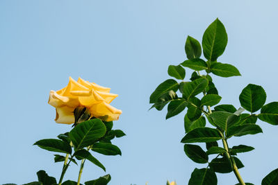 Low angle view of yellow flowering plant against clear sky