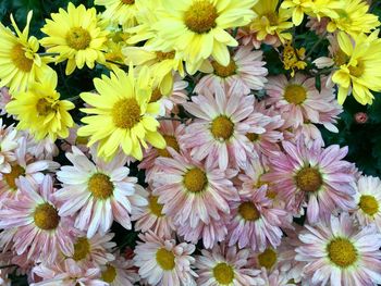 High angle view of flowering plants