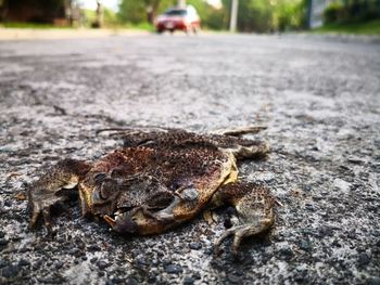 Close-up of lizard on road