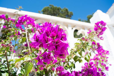 Low angle view of purple flowers blooming on tree