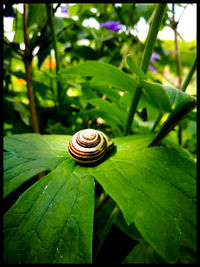 Close-up of snail on leaf