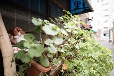 View of potted plants