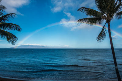 Palm tree on beach against blue sky