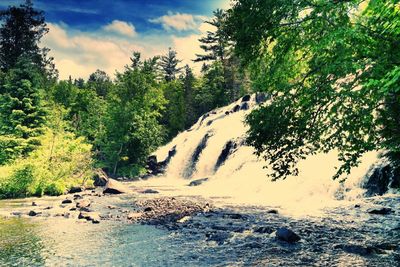 Scenic view of forest