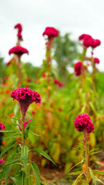 Close-up of red flowers blooming on field