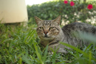 Close-up of a cat