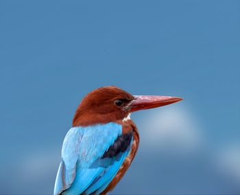 Close-up of bird against clear sky