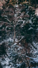 Close-up of wilted plant on snow covered field