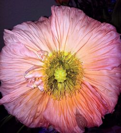 Close-up of flower