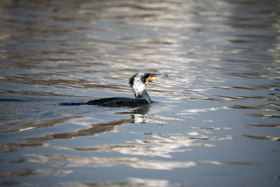 Close-up of duck swimming in lake