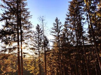 Low angle view of trees in forest against sky