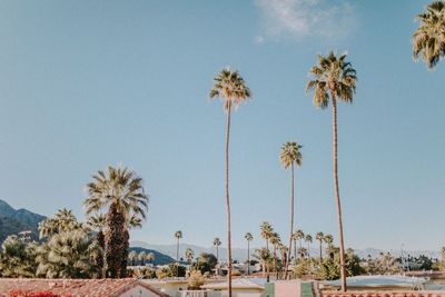 Palm trees against clear sky