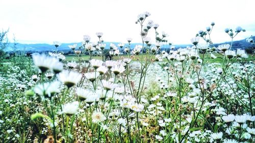 Close-up of fresh flowers blooming in field against clear sky