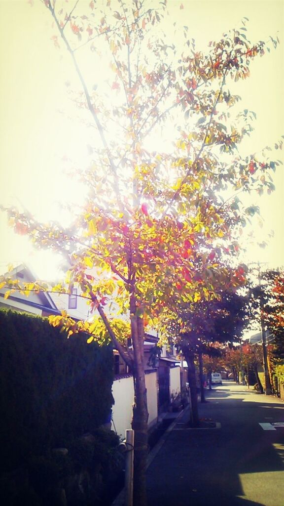 tree, growth, built structure, architecture, building exterior, street, branch, street light, autumn, road, nature, sunlight, outdoors, day, car, tree trunk, sky, change, no people, incidental people