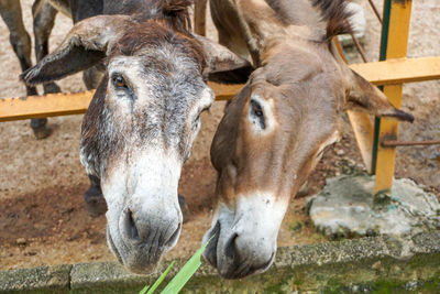 Horses in a horse