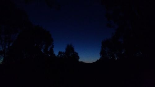 Low angle view of trees against sky at night