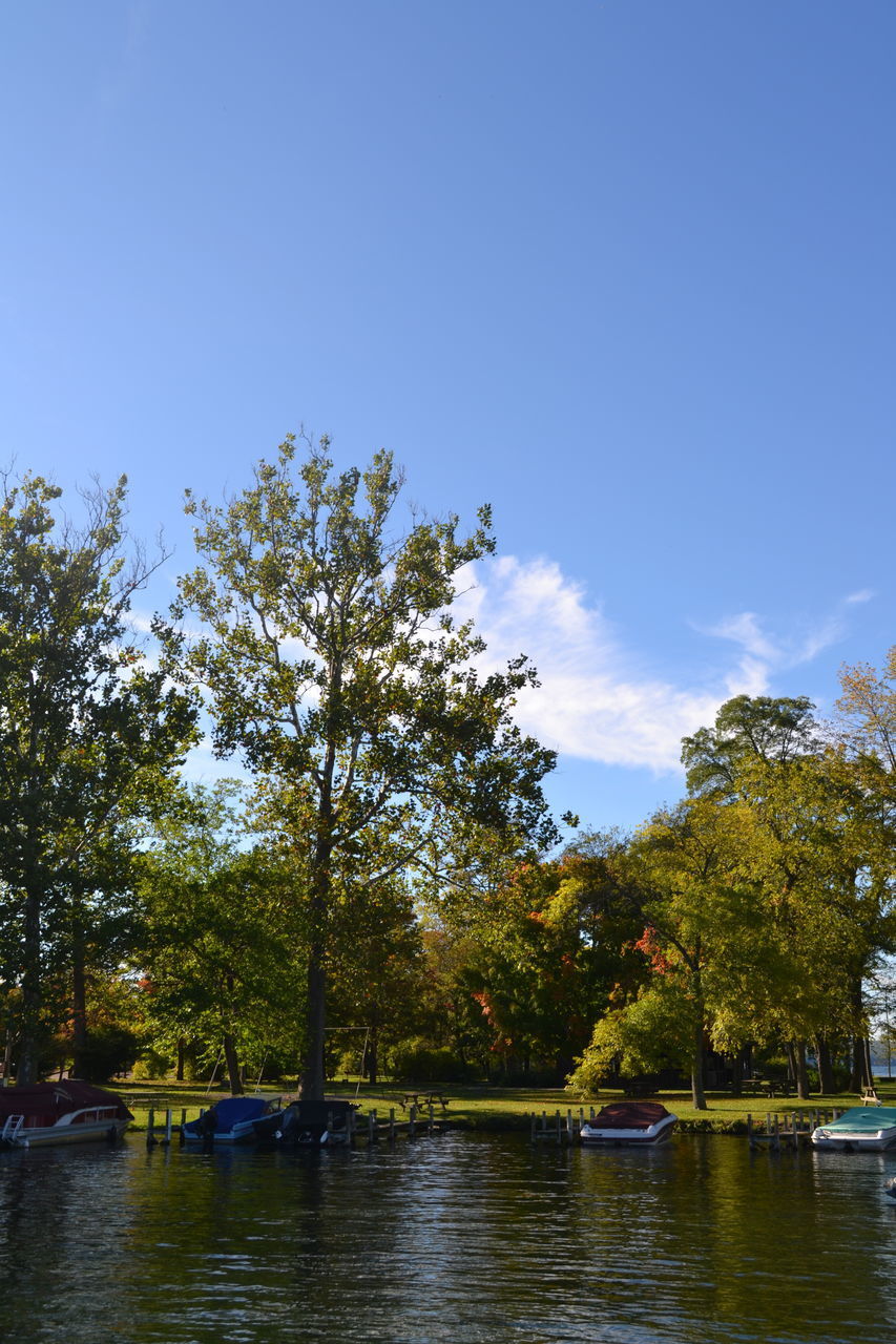 TREES BY LAKE AGAINST SKY