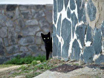 Portrait of cat on wall