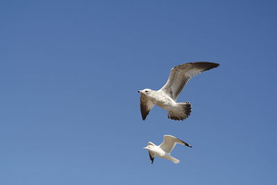 Low angle view of seagull flying against clear blue sky