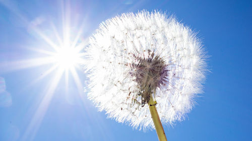 Low angle view of dandelion against blue sky