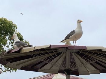 Low angle view of seagulls perching on roof against clear sky
