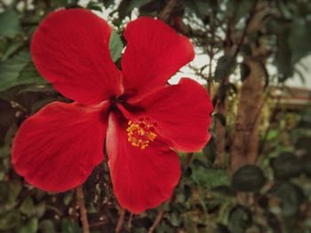 Close-up of red hibiscus flower