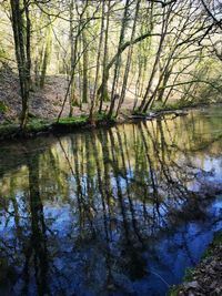 Reflection of trees in lake