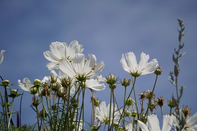 Close-up of white flowers against clear blue sky