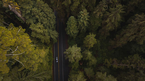 Aerial view drone shot down of vehicle drive on forested road amongst giant redwood trees in forest