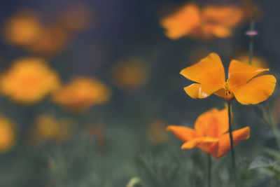 Close-up of orange flower
