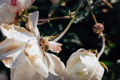 Close-up of white flowering plant