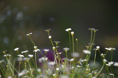 Close-up of flowering plants on field